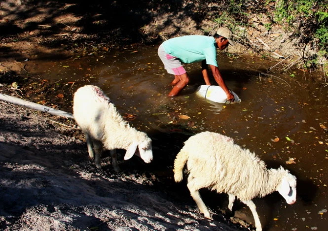 Người và cừu cùng uống chung vũng nước - Ảnh: Viễn Sự