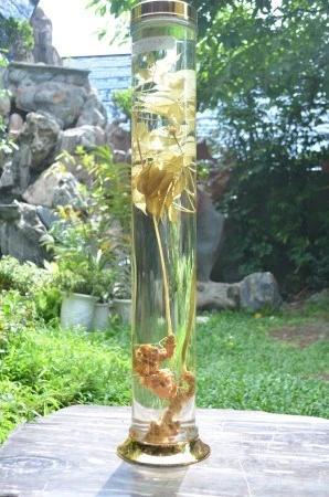 Những bình sâm đẹp của anh Nguyễn Thanh Tuyền.