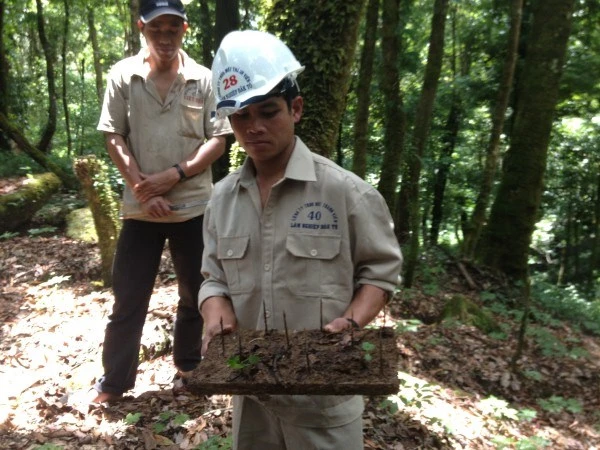 Đặt chông trong vườn sâm để đề phòng sự phá hoại của thú rừng.