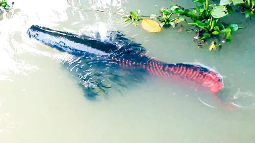 Nuôi 'thủy quái' trong vườn nhà ảnh 2