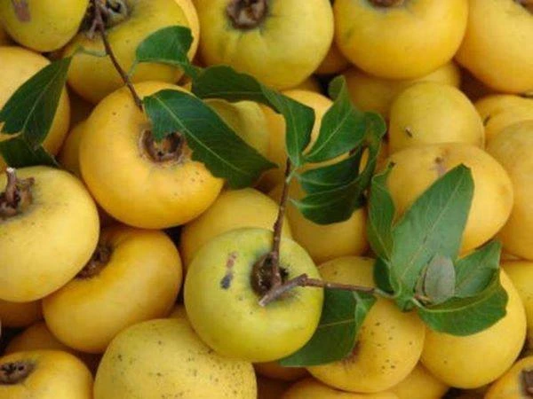 Thị thơm cô Tấm xuống phố ảnh 1