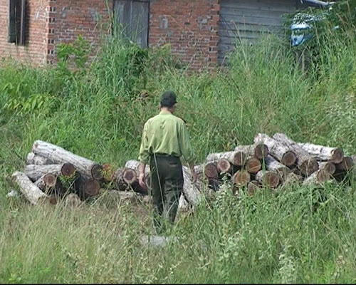 Phát hiện hơn 20 mét khối gỗ lậu tập kết bên quốc lộ 14 ảnh 2