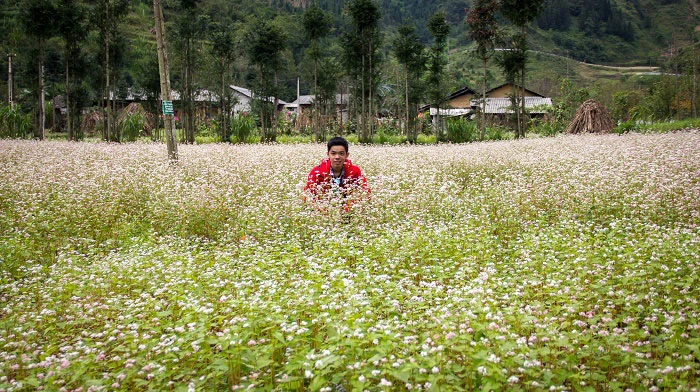 Thưởng thức vẻ đẹp tam giác mạch trên phiến đá tai mèo ảnh 4
