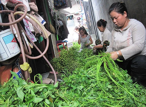 Đôi bàn tay ‘biến dạng’ vì lặt rau muống thuê ảnh 3