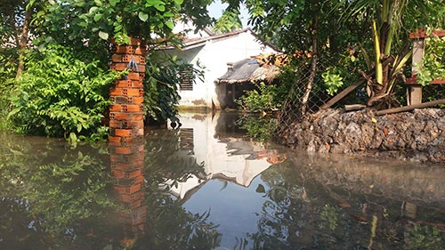 Vườn mai, ao cá ngập nặng sau mưa ảnh 10