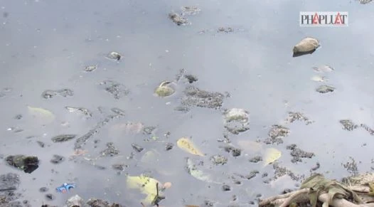 Sẽ di dời trại heo gây ô nhiễm ở huyện Bình Chánh ảnh 3