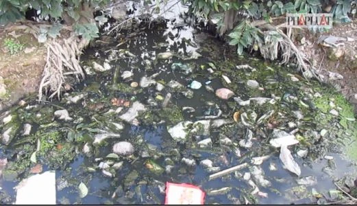 Sẽ di dời trại heo gây ô nhiễm ở huyện Bình Chánh ảnh 4