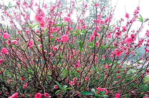 cach chon dao "chuan" nhat tet nam nay - 2