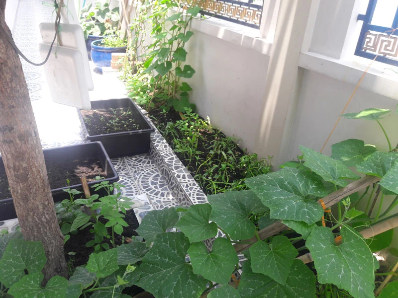 Bộ trưởng Bộ Y tế thị sát ca mắc virus Zika ở TP.HCM ảnh 4