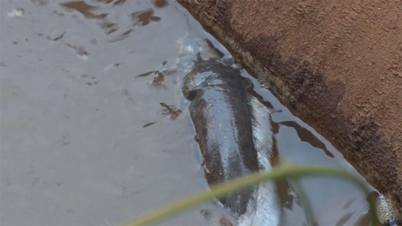 Vụ tràn hóa chất Alumin Nhân Cơ: Kim loại nặng trong suối Đắk Dao vượt chuẩn ảnh 2