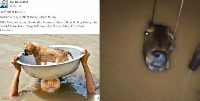 MC Đại Nghĩa kêu gọi mọi người hướng về miền Trung trên mạng (trái) và bức ảnh chụp một chú bò nước ngập đến gần hết đầu, chỉ còn lại mũi nghếch lên để thở ở huyện Tuyên Hóa (Quảng Bình) góp phần lột tả sự khổ cực của người dân vùng lũ - Ảnh tư liệu.