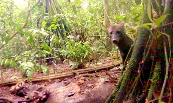 an tuong voi nhung buc anh hiem ve rung ram amazon hinh 10