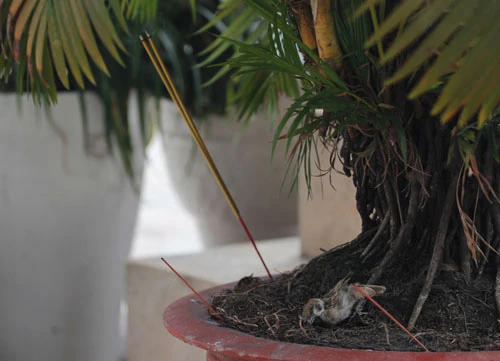 tuc phong sinh: phong sinh hay sat sinh? hinh anh 2