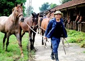 Chiêm ngưỡng đàn ngựa cứu người ở trại Suối Dầu 