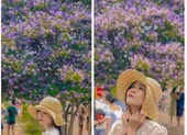 Cây bằng lăng tím khổng lồ thu hút giới trẻ đến chụp hình