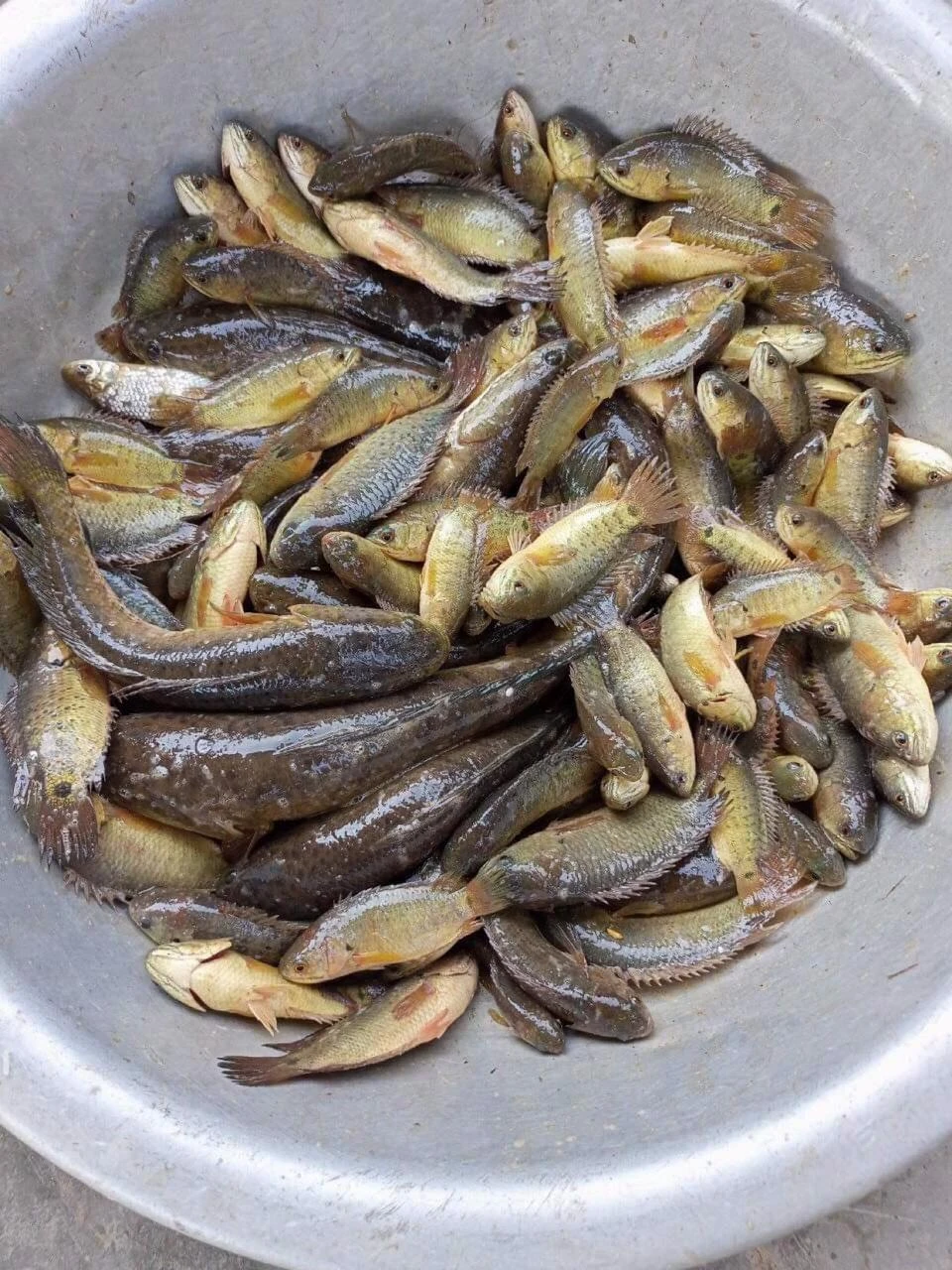 Mớ cá rô đồng được bắt từ đồng ruộng dì tôi mang từ quê ra cho má tôi làm món cá rô kho.