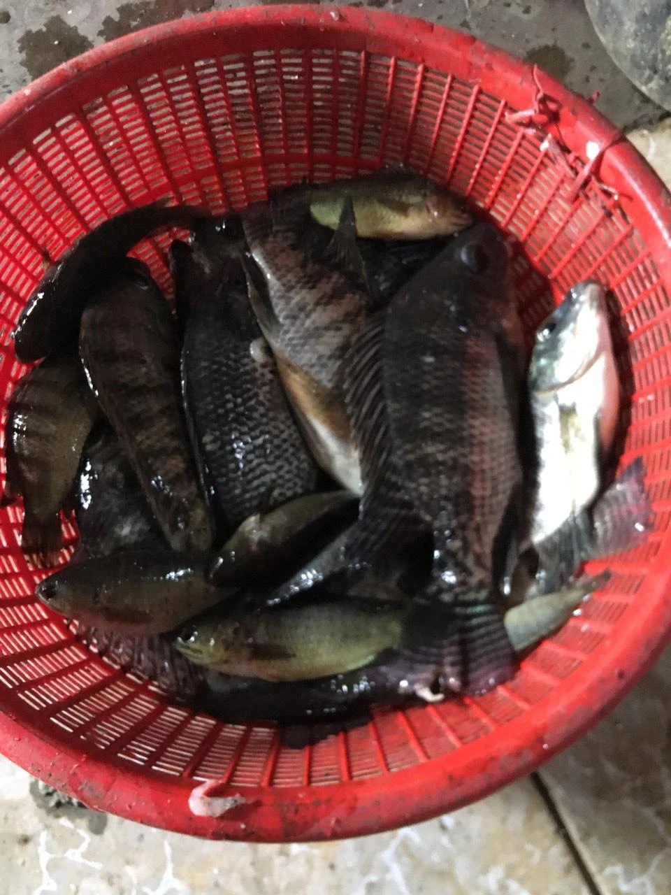 Cá rô to được mẹ tôi phân loại để chuẩn bị làm món ăn.