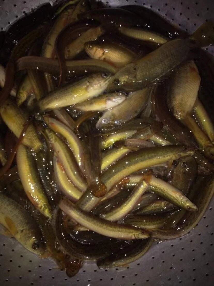 Cá rô đồng và các loại cá được đánh bắt từ đồng ruộng ở quê mùa mưa lũ. Ảnh: NGUYỄN ĐƯỚC.