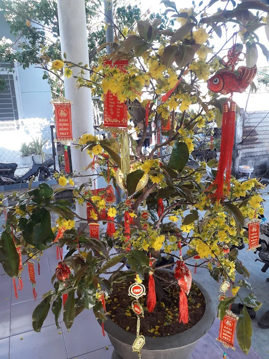 Mỗi gia đình ở miền Trung thích trưng chậu mai đón tết. Mai tượng trưng cho "may mắn", tài lộc.