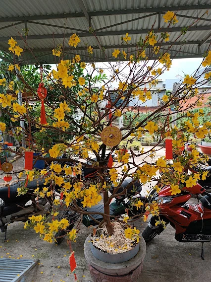 Cành mai khoe sắc vàng có gia chủ chơi mai đến khi hạ niêu (mùng 7 tết) hay khi hoa rụng hết thì thôi.