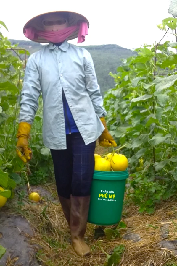 Phân bón Phú Mỹ được bà con tin dùng trên nhiều loại cây có giá trị kinh tế cao, khó trồng và khó chăm sóc như dưa hấu, dưa lê vỏ vàng, dưa lưới, dưa gang.png