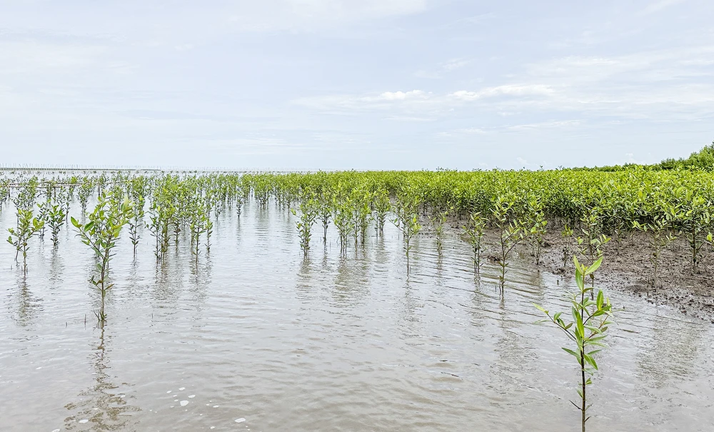 Thiên nhiên tái sinh kì diệu nơi cánh rừng Net Zero Vinamilk ở Đất Mũi.JPG