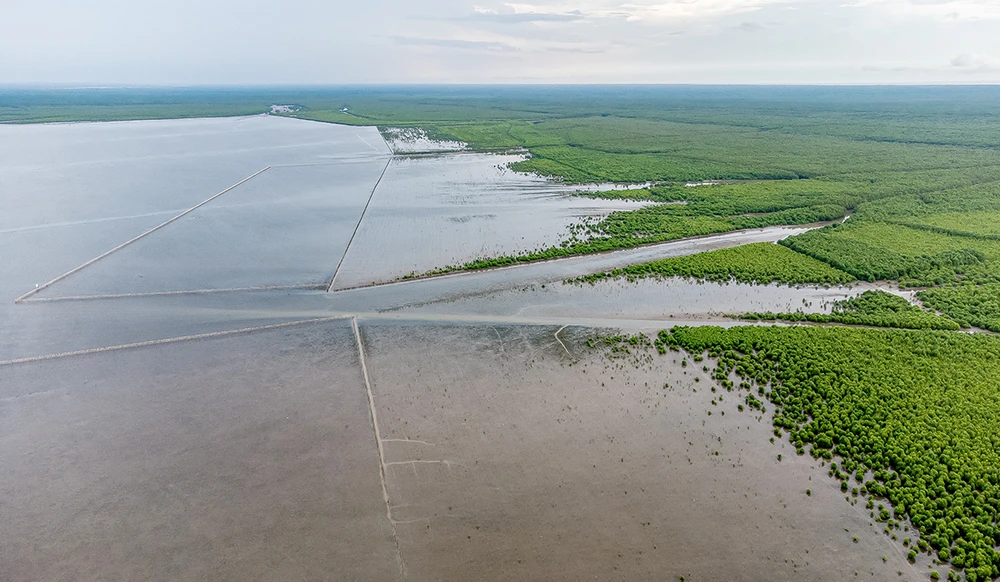Thiên nhiên tái sinh kì diệu nơi cánh rừng Net Zero Vinamilk ở Đất Mũi.jpg