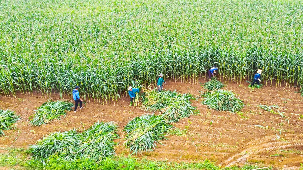 Xung quanh trang trại Vinamilk đã xuất hiện nhiều cánh đồng ngô (bắp) tiền tỷ của bà con nông dân.jpg