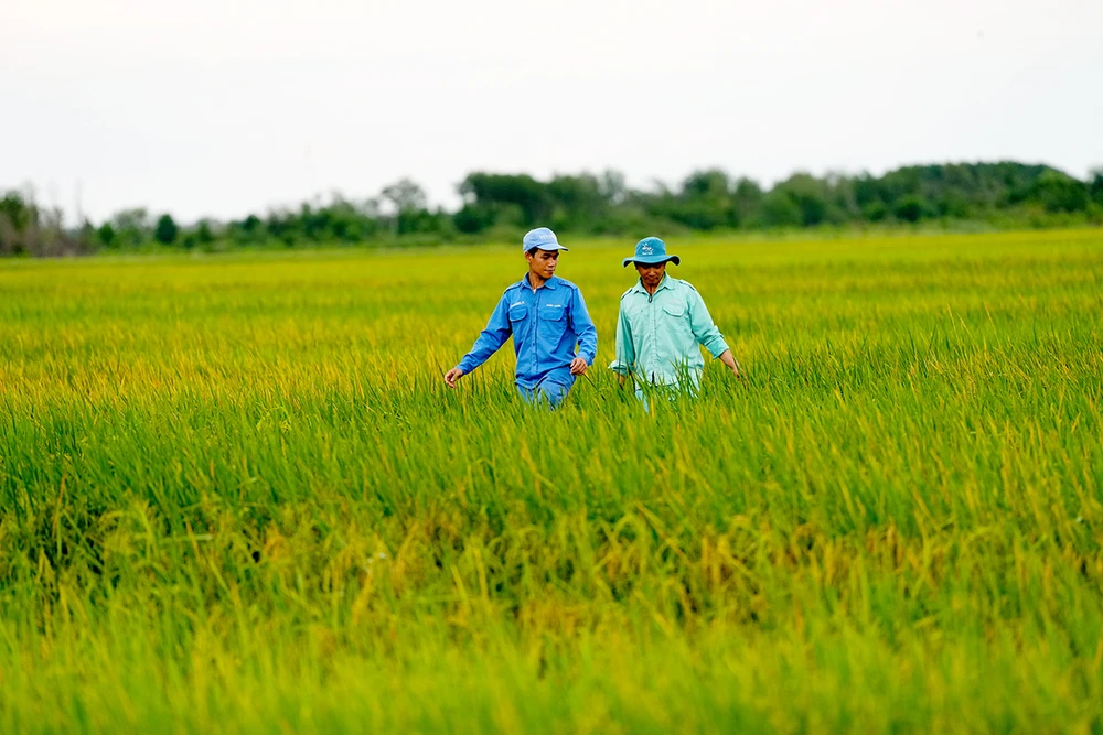 Cánh đồng lúa ST25 chuẩn Organic Châu Âu, một ví dụ điển hình cho sự hồi sinh của những vùng đất cằn cỗi.jpg