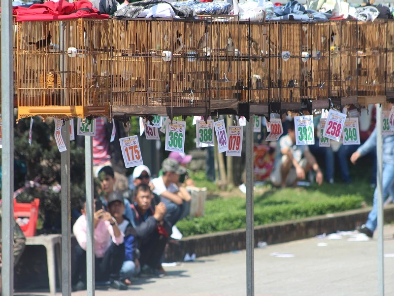 Người dân đội nắng theo dõi những chú chim tranh tài.