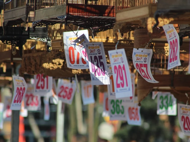 Các lồng chim được đánh số cẩn thận.