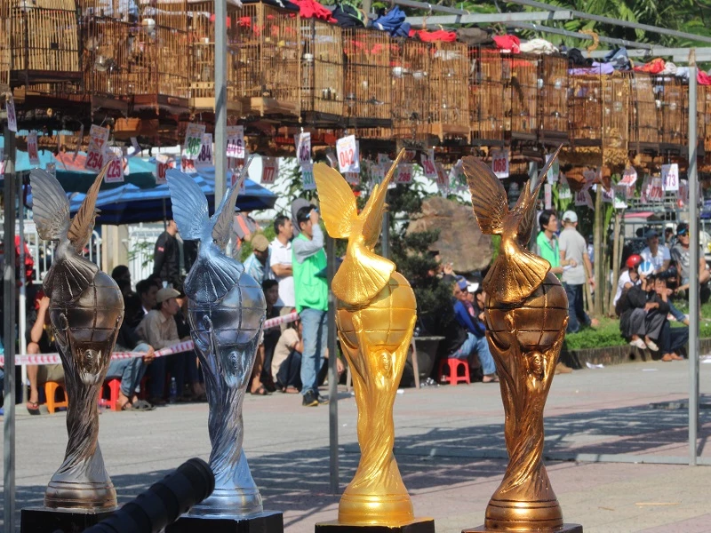 Các cúp đang đợi chủ.