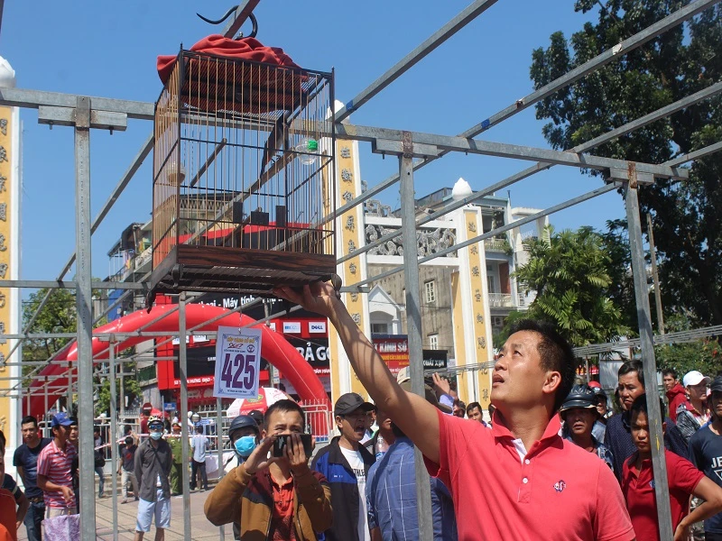 Chú chim chào mào của anh Lê Vĩnh Thành (câu lạc bộ đường 9 Đông Hà, Quảng Trị) giành cúp vàng Cố đô.