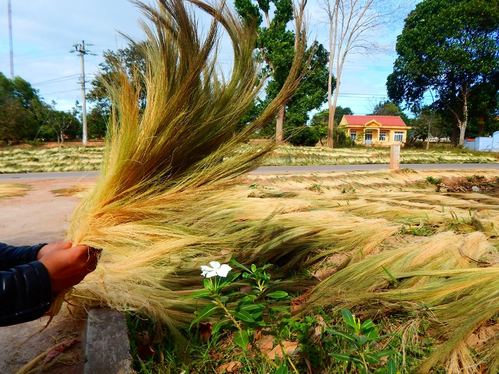 Hái ‘lộc trời’ trên rừng Trường Sơn ảnh 3