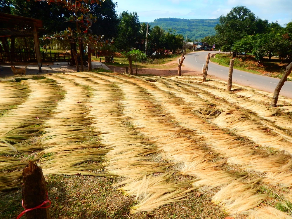 Hái ‘lộc trời’ trên rừng Trường Sơn ảnh 1