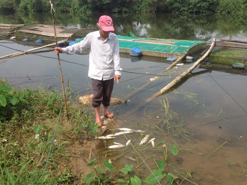 Xác định nguyên nhân cá lồng trên sông Bồ chết ảnh 1