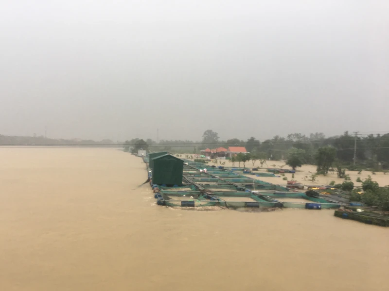 Chùm ảnh: Thủy điện xả lũ, cá nuôi chết trắng lồng ảnh 1