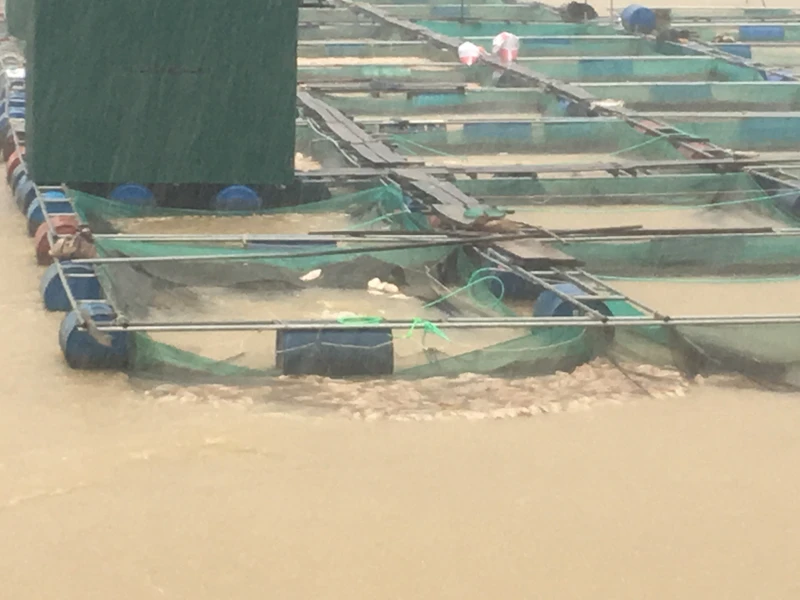 Chùm ảnh: Thủy điện xả lũ, cá nuôi chết trắng lồng ảnh 3