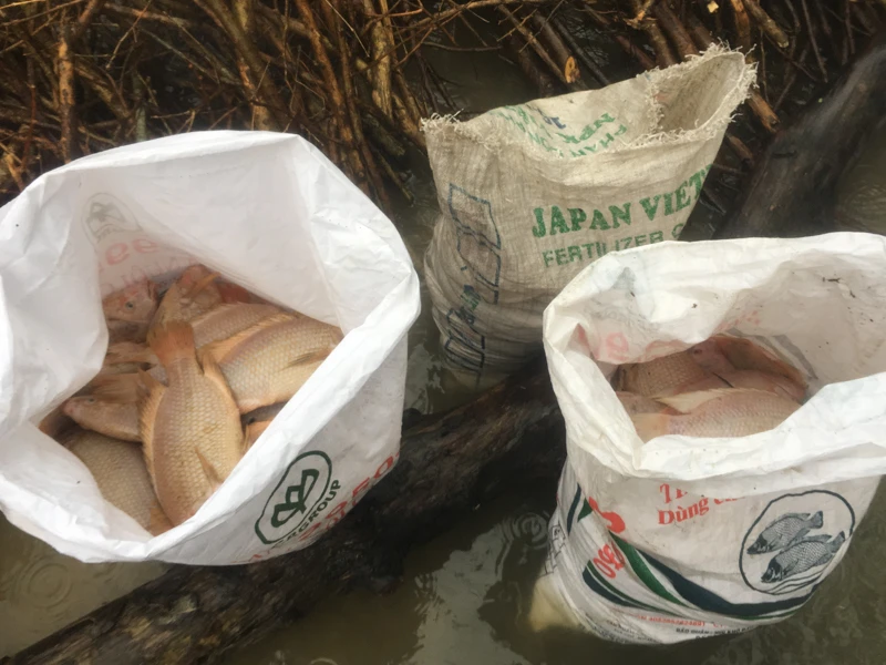 Chùm ảnh: Thủy điện xả lũ, cá nuôi chết trắng lồng ảnh 7