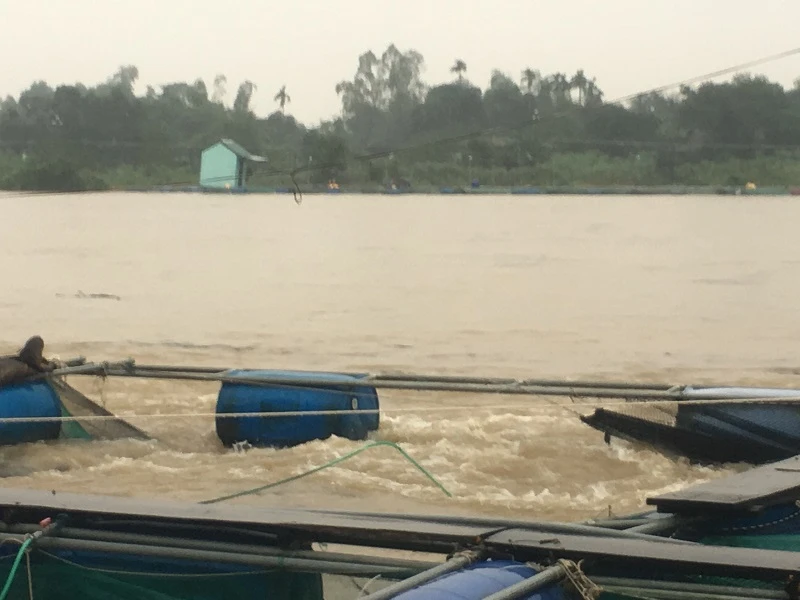 Chùm ảnh: Thủy điện xả lũ, cá nuôi chết trắng lồng ảnh 2