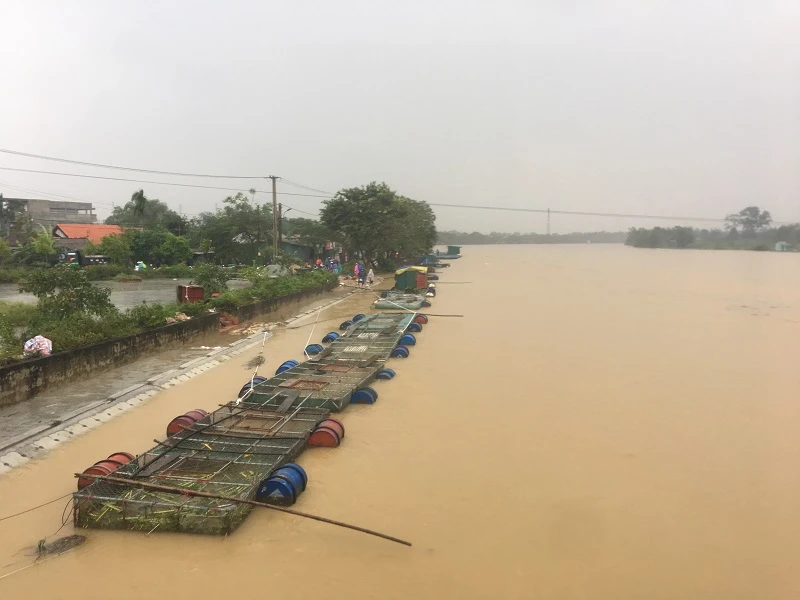 Chùm ảnh: Thủy điện xả lũ, cá nuôi chết trắng lồng ảnh 10