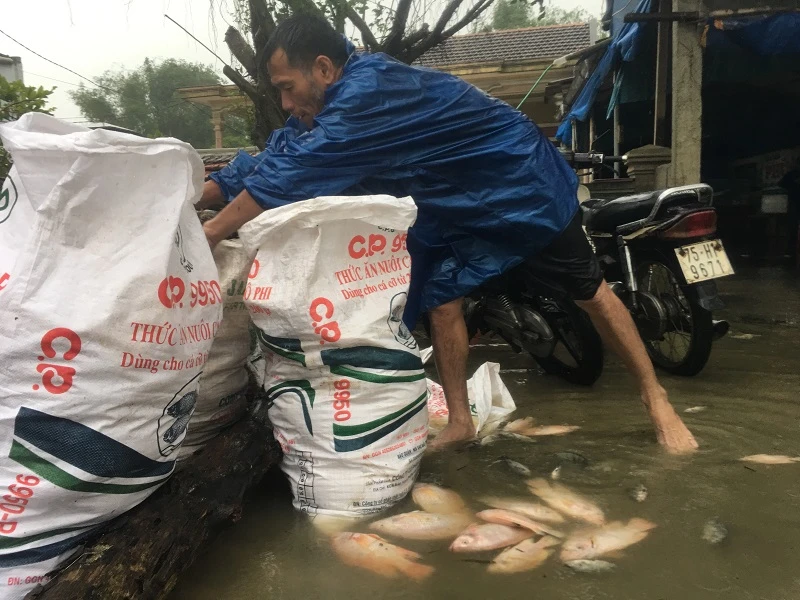 Chùm ảnh: Thủy điện xả lũ, cá nuôi chết trắng lồng ảnh 6