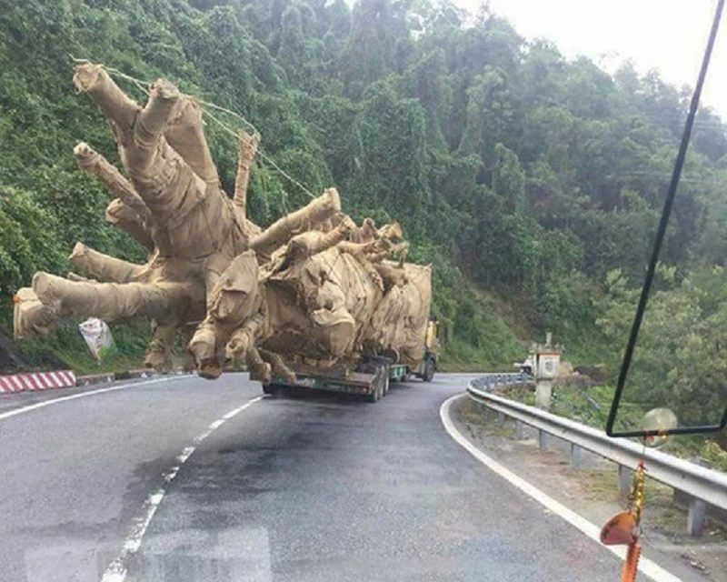 Toàn cảnh vụ cây 'khủng' bị giữ tại Thừa Thiên-Huế ảnh 1