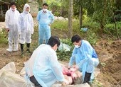 Dịch tả lợn châu Phi đã lan đến Thừa Thiên Huế