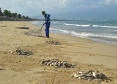 Đà Nẵng: Cá chết trắng bờ biển nghi do nổ mìn đánh cá