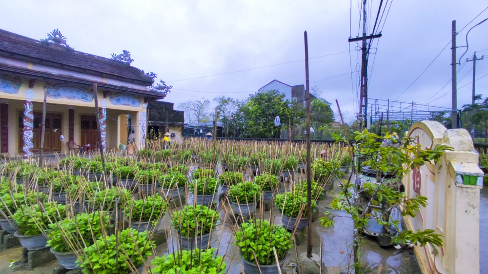 Nông dân Huế đội mưa rét chăm sóc hoa Tết ảnh 6