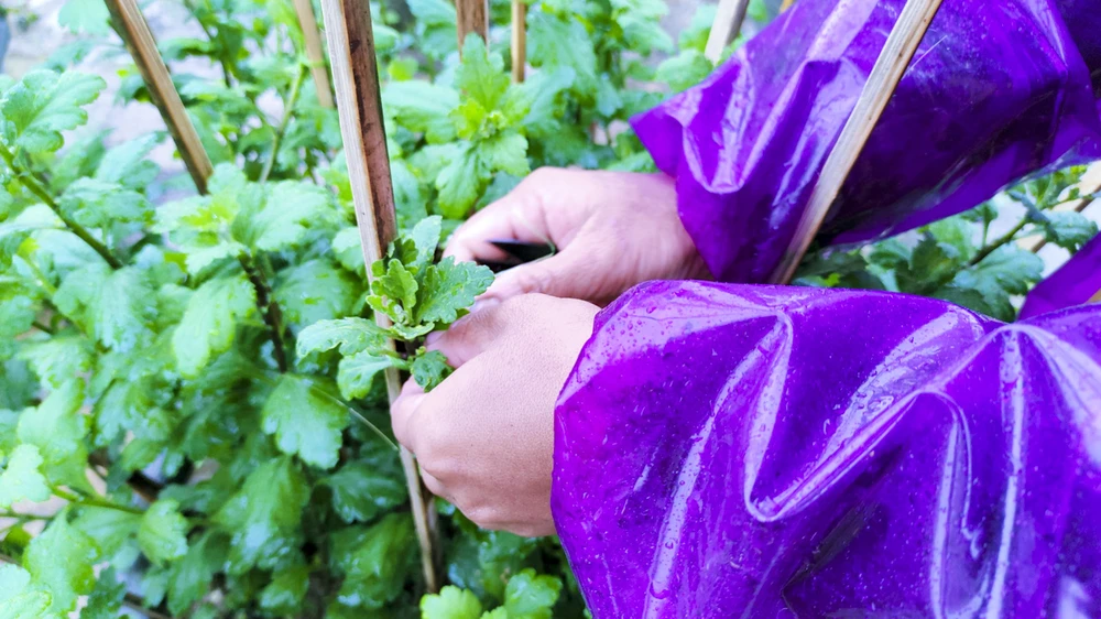 Nông dân Huế đội mưa rét chăm sóc hoa Tết ảnh 5