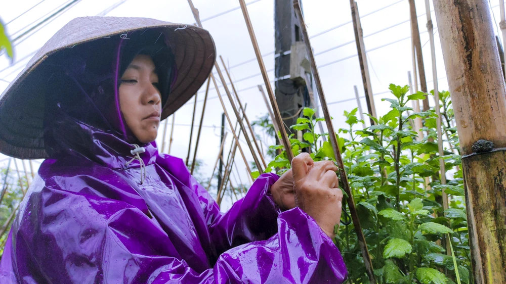 Nông dân Huế đội mưa rét chăm sóc hoa Tết ảnh 4