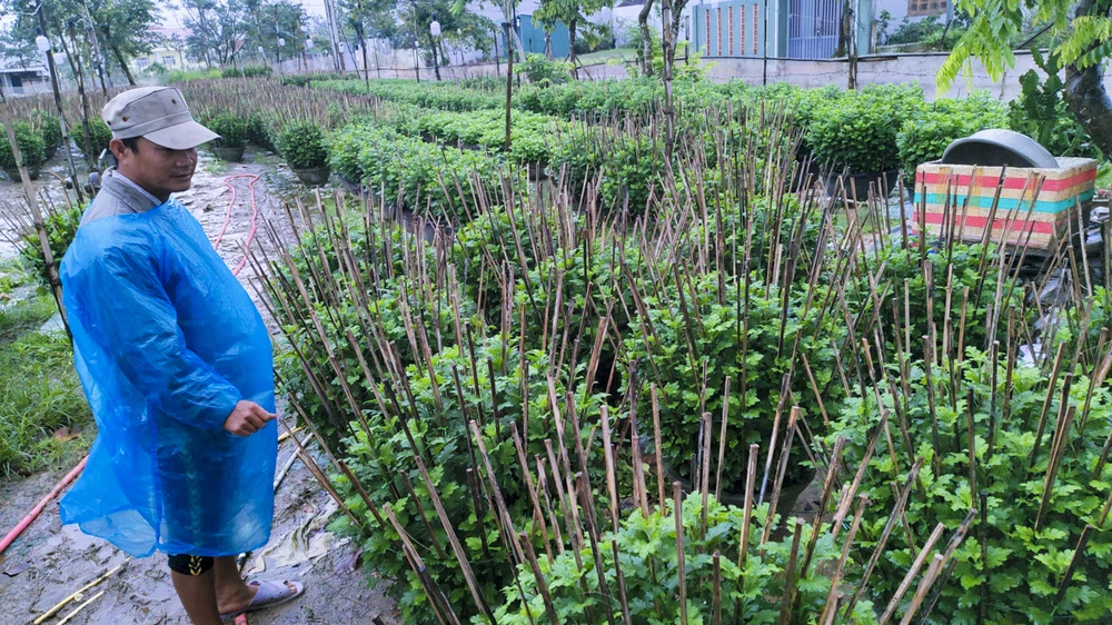 Nông dân Huế đội mưa rét chăm sóc hoa Tết ảnh 8