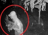 Thêm 1 nhóm dọa giết chủ nhà, trộm 14 con gà đá ở Bình Chánh